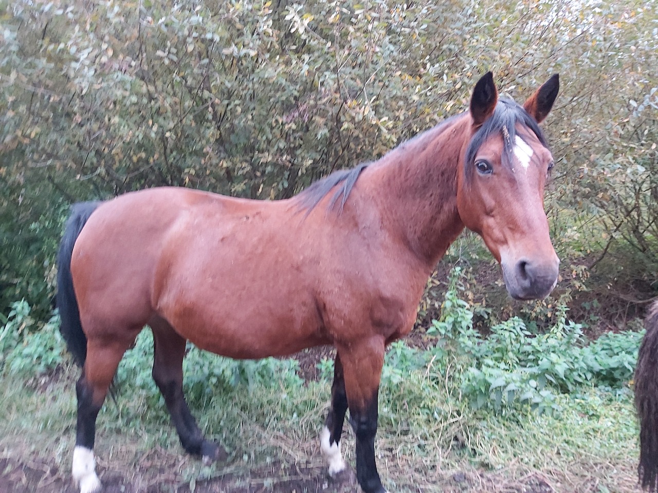Cheval A Adopter SPA D couvrez Pynnbelle Adopter SSMSR Cheval A Adopter SPA D couvrez Pynnbelle Adopter SSMSR